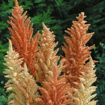 Amaranthus Palettes Princess Autumn Attractives Talls Featherys Spikes 100 Seeds - £14.38 GBP