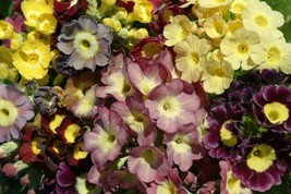 30+ Viennese Waltz Mix Primrose Primula Flower Seeds Mix Perennial Sweet... - £7.77 GBP
