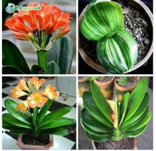 Clivia Cheap Clivia Balcony Flower &amp; 100 Piece - £8.34 GBP