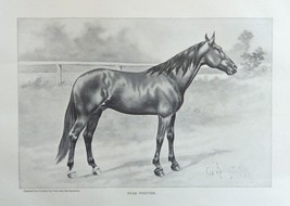 Cole and Springstein,1896 rare antique painting (Star Pointer -- Race Horse) ori - £13.99 GBP