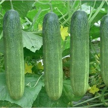 US Seller Thai Long Cucumber Seed Tang Ran Seeds Fast Shipping - $15.94