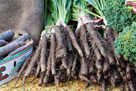 PWO Black Salsify, Scorzonera, NON-GMO, Black Oyster Plant, Goat&#39;s Beard, FREE S - £2.84 GBP