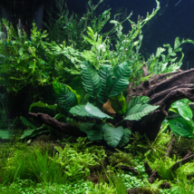 Aquarium Plants Rooted Barteri Decoration Anubias Coffeefolia Rhizome Lo... - £20.47 GBP