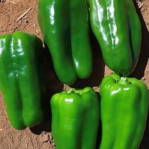 Cascadura Sweet Pepper Seeds Organic Garden Fresh USA Shipping - $6.95