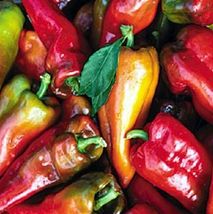 20 Seeds Pepper Dams Mildly Hot &amp; When Seeded They Holds An Excellent Flavor Hot - £14.87 GBP