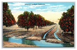 Irrigated Orange Orchard  In California CA UNP DB Postcard V24 - £3.12 GBP