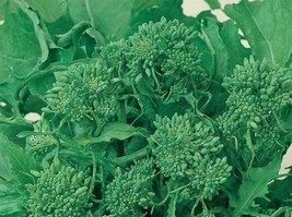 Organic Broccoli Raab Spring Rapini Seeds Delicious Veggie Fresh Seeds USA - $16.00