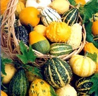 Pumpkin ornamental mix seeds, code 420 Item image 4