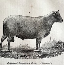 Imported South Down Ram Sheared 1863 Victorian Agriculture Animals Art D... - $49.99