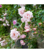 New Dawn White Pink Climbing Rose Plant Flower 50 PCS Seeds - $8.93