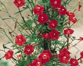 30 Cardinal Climber Vine Red Flower Seeds Ipomea Quamoclit Fresh Usa Seller - $10.45