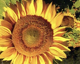 American Giant&quot;&quot; Sunflower Seeds For Over 1000 Seeds Garden USA Shipping - $12.98