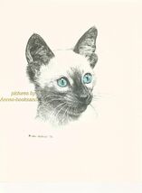 110 SIAMESE KITTEN teenager *  cat art print * pen &amp; ink drawing by Jan ... - $12.50