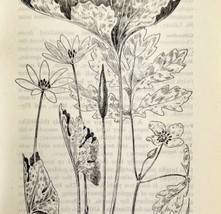 1905 Bloodroot Celandine Poppy Flower Print Pen &amp; Ink Lithograph Antique Art  - $17.50