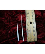 (f352-25) small 1-1/2&quot; Stingray Ray barbs modern Himantura chaophraya ba... - $14.01