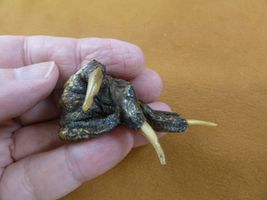 g630-304) XX SMALL Gator FOOT PAW ALLIGATOR TAXIDERMY feet claw weird ga... - $8.99