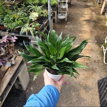 Dracaena Janet Craig Compacta | 4in pot - $14.84