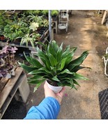 Dracaena Janet Craig Compacta | 4in pot - $272.26 MXN