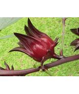 Roselle   Florida Cranberry   Hibiscus sabdariffa   5 Seeds - $196.24 MXN