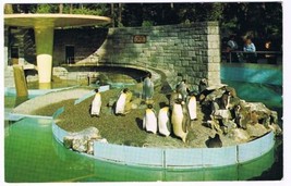 British Columbia Postcard Vancouver Penguins in Stanley Park - £1.71 GBP