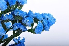 50 Heavenly Blue Statice Flower Seeds Long Lasting Annual Great Gift - £6.54 GBP