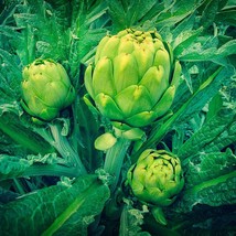 50 Green Globe Artichoke Seeds Heirloom Organic Edible Flowers Seeds Gardening F - $10.00