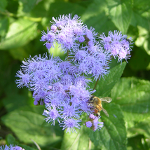 50 Seeds Blue Mist Hardy Ageratum Annual Flower  - £13.15 GBP