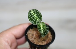 ANOECTOCHILUS ROXBURGHII “LIGHTNING JADE” SMALL TERRESTRIAL JEWEL ORCHID... - $511.77 MXN