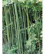 50 Cui Zhu Bamboo Seeds Privacy Climbing Garden Clumping Shade Screen - £14.61 GBP