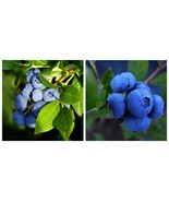 USA Seller 1 Aurora Blueberry - 1 Quart SIZED PLANT Shipped Bare Root - $64.99