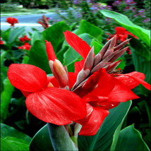 From Usa Red Canna Lily Indica Seeds Indian Shot Arrowroot Flowers Attracts Humm - £7.43 GBP