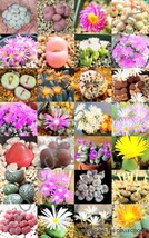 Semilir 30 Seeds Store Color Conophytum Mix Succulent Cactus Mixed Living Stones - £11.79 GBP