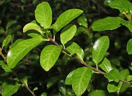 20 seeds pittosporum tenuifolium - £8.18 GBP