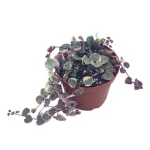 Variegated String of Hearts, Ceropegia woodii, 4 inch Pot, Extremely Rare and Li - £26.11 GBP