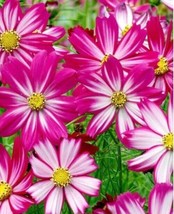 Cosmos Red Stripes Flower Seeds - £7.06 GBP