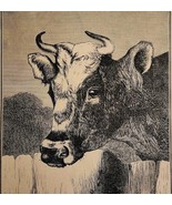 1872 Farm Cow At The Fence Victorian Art Print Antique Ephemera Ephemera - $685.58 MXN