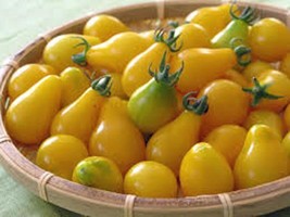 100 Seeds Tomato Yellow Pear Grow Fast Use Heirloom Garden Seeds - £6.44 GBP