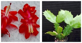 Red Planet Christmas Cactus Starter Plant Schlumbergera Truncata - $30.99