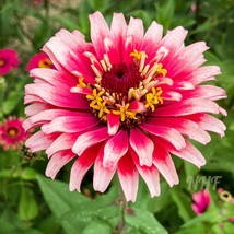 50 Mazurkia Zinnia Flower Seeds Fresh Seeds From US - £10.50 GBP