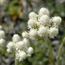 Fresh Seeds USA Antennaria Pussytoes White Flower Seeds Antennaria Dioic... - £10.50 GBP