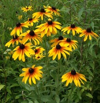 500 Seeds &quot;Gloriosa&quot; Rudbeckia Flower Seeds - £11.79 GBP