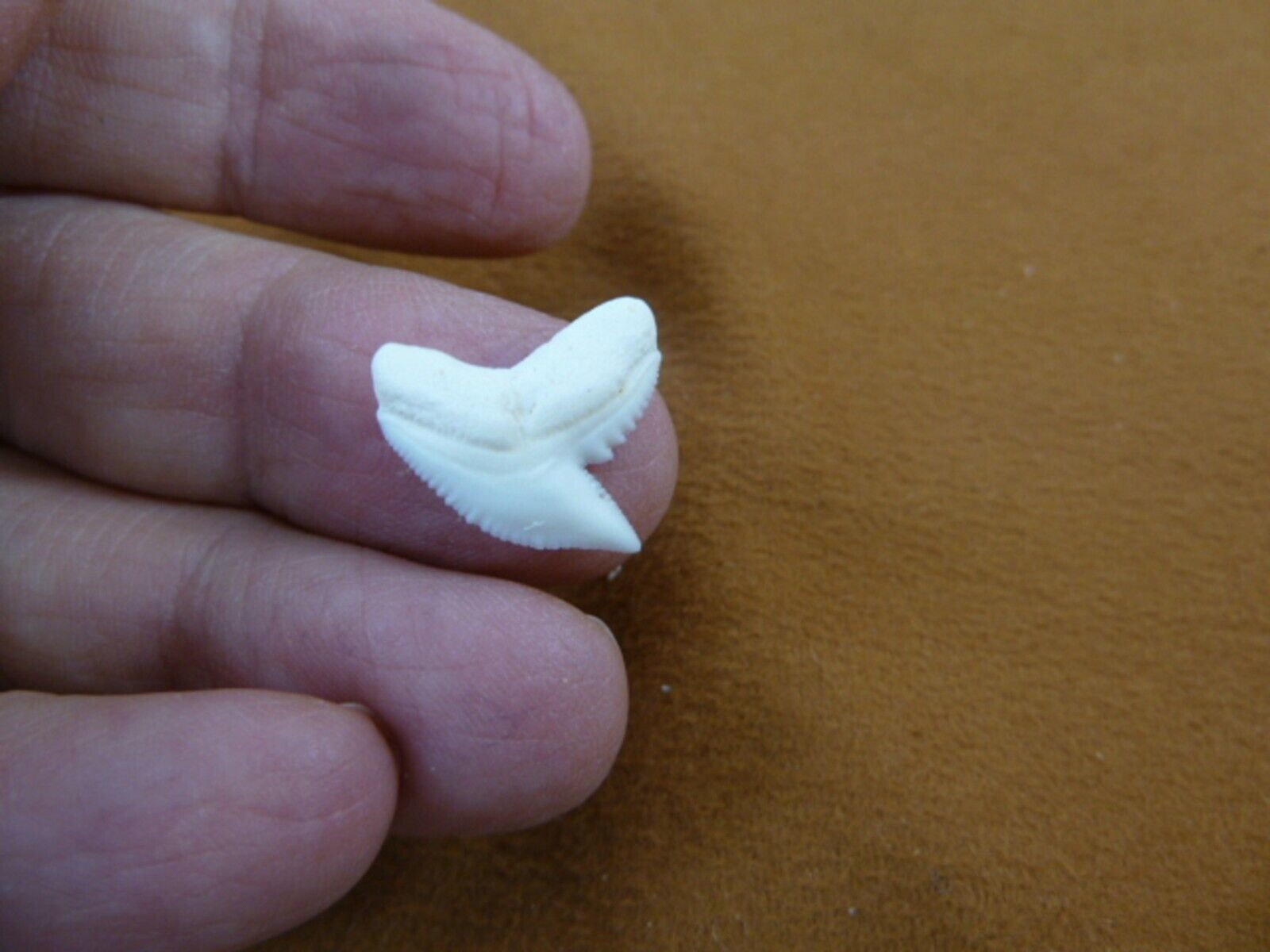 st-0-20 Small 5/8&quot; modern White TIGER SHARK TOOTH Teeth jewelry Cuvier n... - $12.19