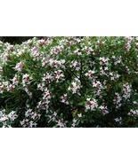 Eternal Fragrance Daphne Fragrant and Long Blooming Quart Pot Live Plant - $900.20 MXN