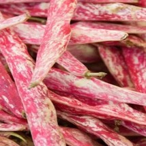 US Seller Cranberry Bean Seed French Horticulture Bean Dragon Beans Bush Beans D - $13.00