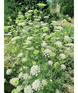 Queen Anns Lace 1005 Seeds Daucus Carota Wild Carrot Wildflower Seeds Fr... - £10.82 GBP