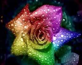 50 seeds Heirloom &#39;Hot Wheels&#39; 5-color Rose Seedling Flower Seeds - $198.93 MXN