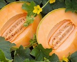 Delicious 51 Melon Seeds Cantaloupe Non-Gmo Variety Packet Sizes - €6,82 EUR