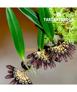 CIRRHOPETALUM / BULBOPHYLLUM RETUSUM SMALL ORCHID POTTED - $53.00