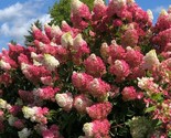 5 Berry Whit Hydrangea Seeds Perennial Shrub Flowers Flower Seed Fresh G... - $185.32 MXN