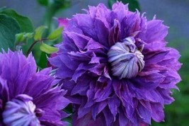 25 Double Purple Clematis Seeds Flowers Seed Perennial - $10.00